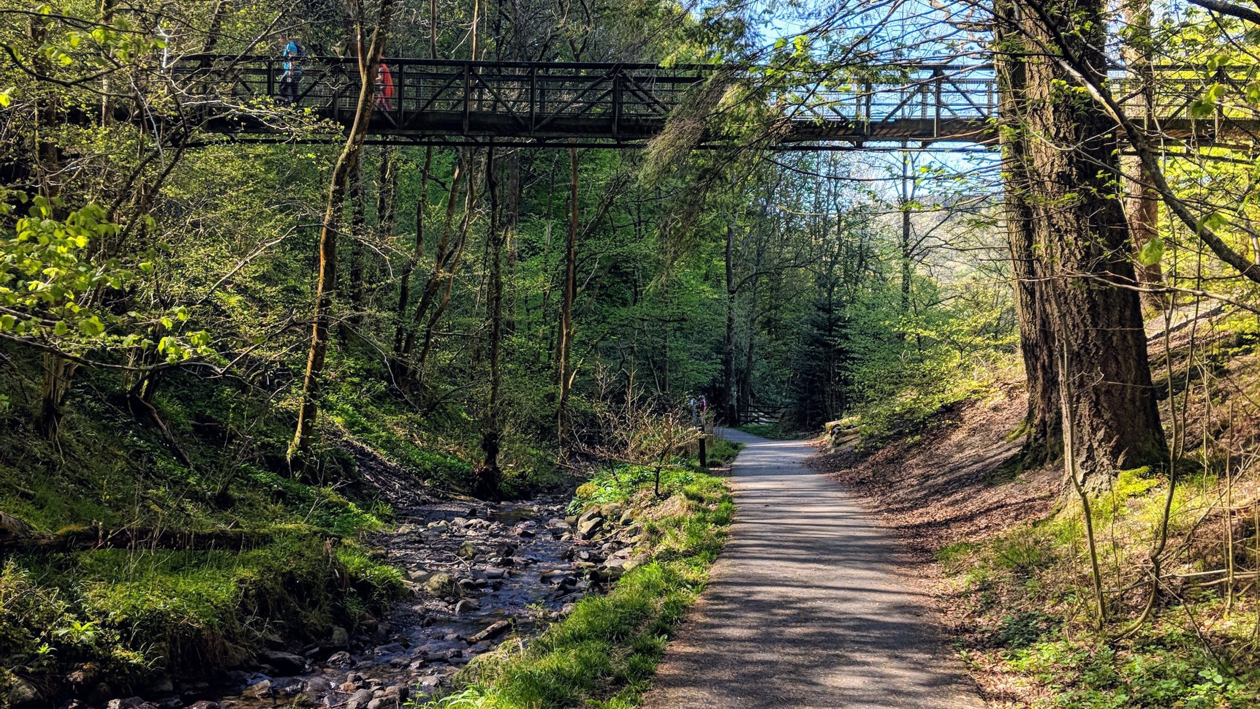 Grizedale Forest: Woodland Trails, Cycling and Play Area