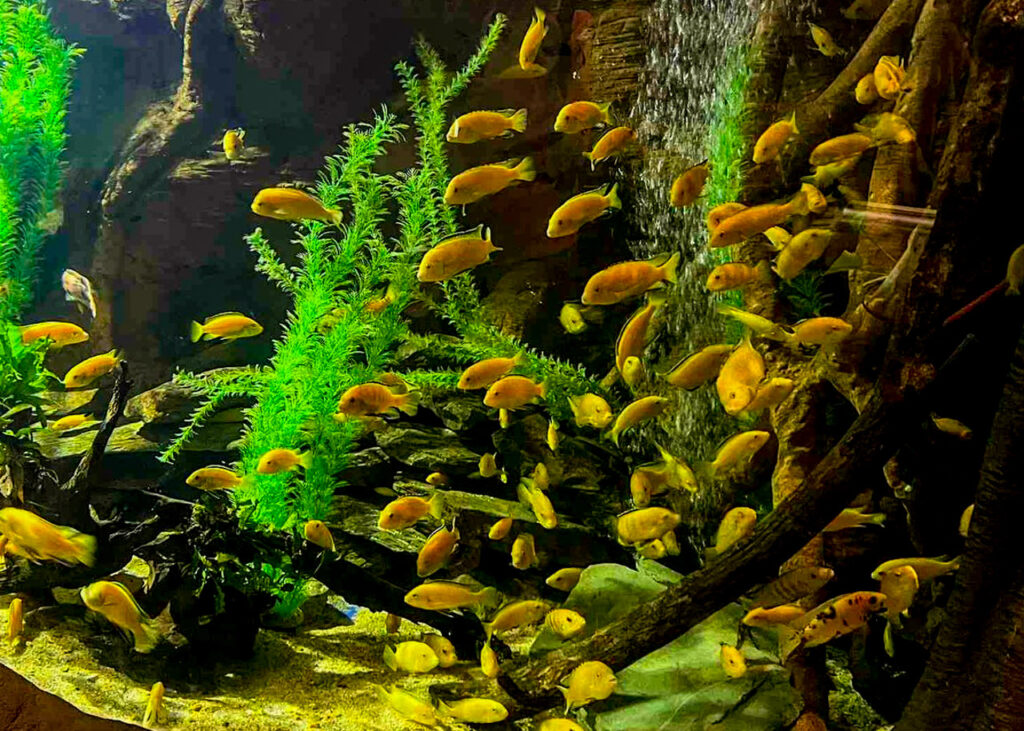 Lakes Aquarium