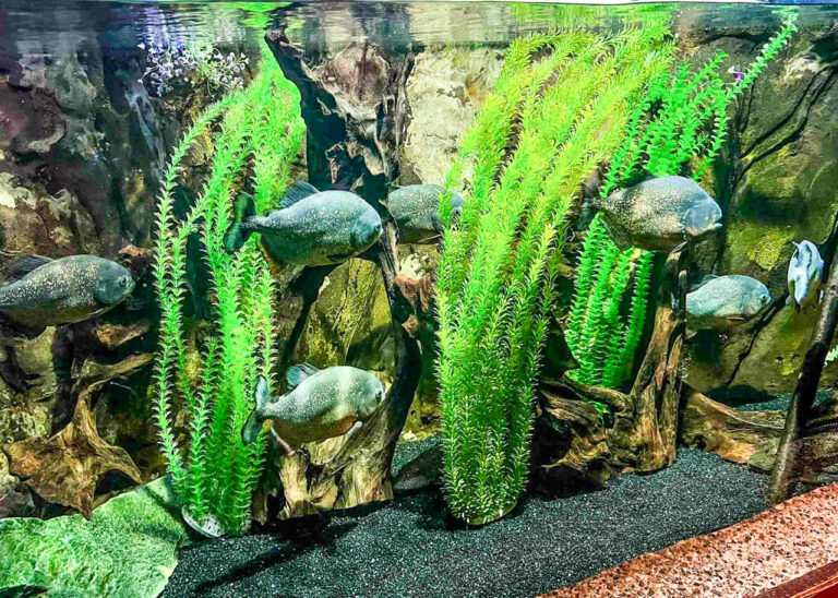 Lakes Aquarium