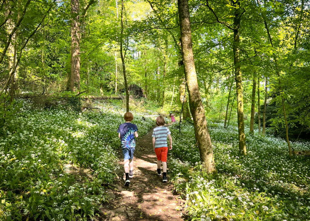 Serpentine Woods