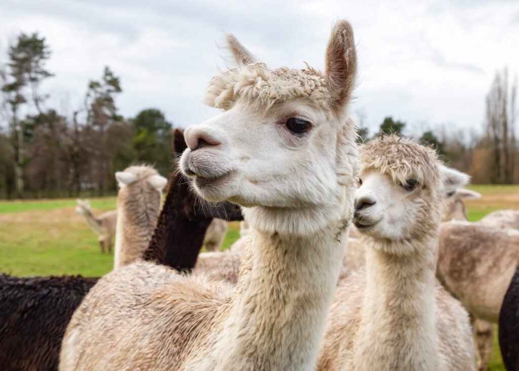 alpacas
