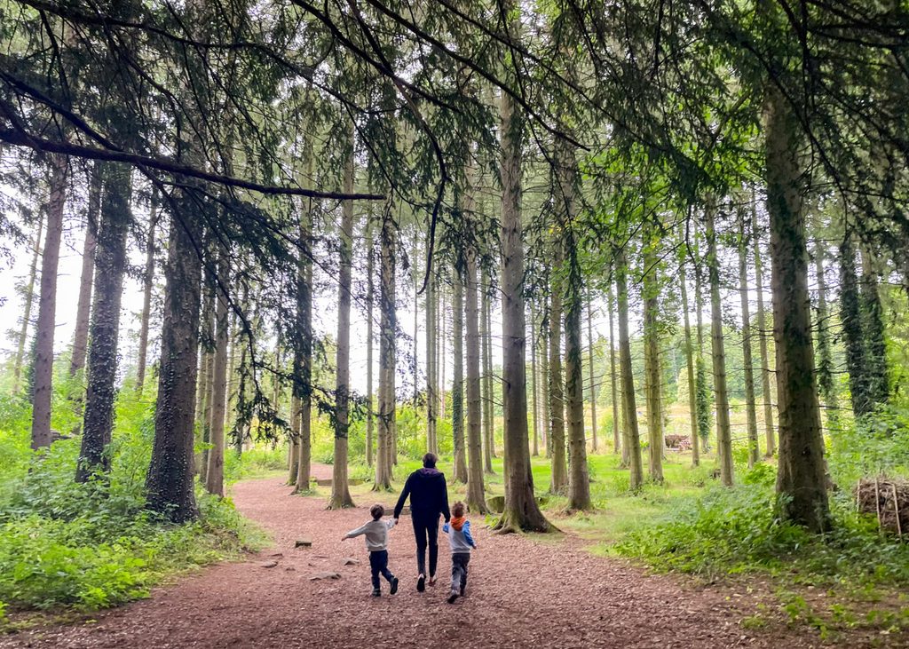 Woodland at Lowther Castle