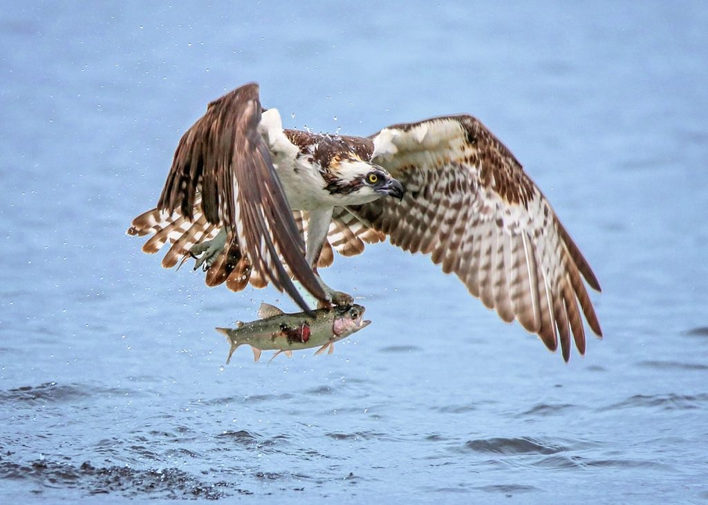 Osprey catching fish